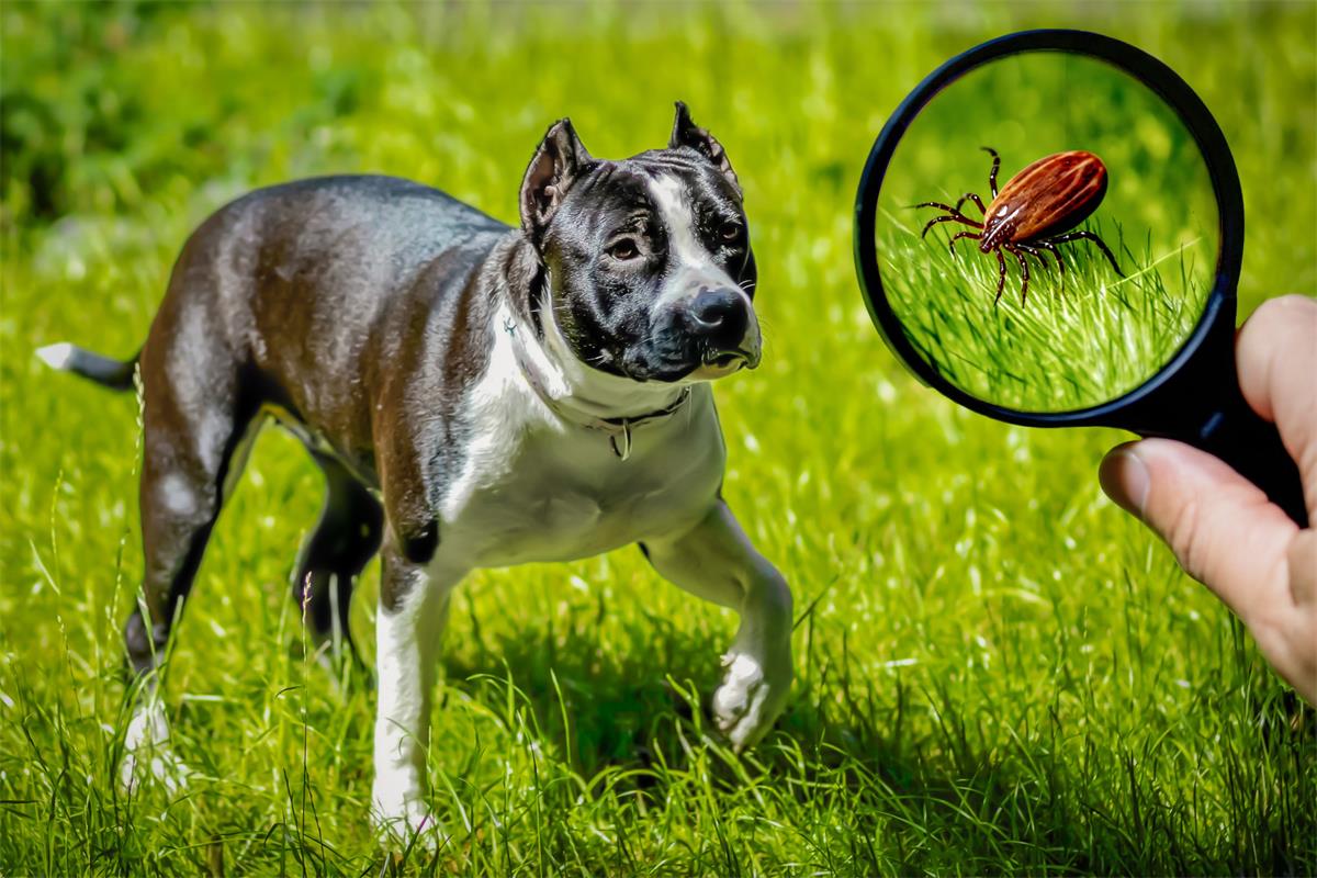 check for ticks
